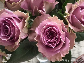 特洛伊月季的优缺点是什么？