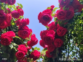 佛罗伦蒂娜月季的优缺点是什么？