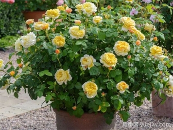 查尔斯达尔文月季的优缺点是什么？