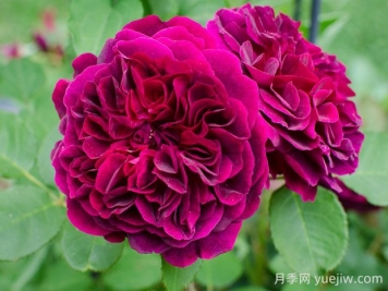 曼斯特伍德月季的优缺点是什么？