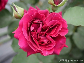 奥德赛月季的优缺点是什么？