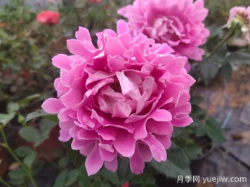 梦幻褶边月季的优缺点是什么？