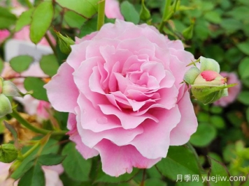 达芙妮月季的优缺点是什么？