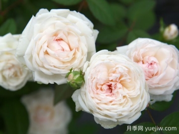 粉妆楼月季的优缺点是什么？