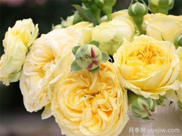 卡特琳娜月季的优点是什么？