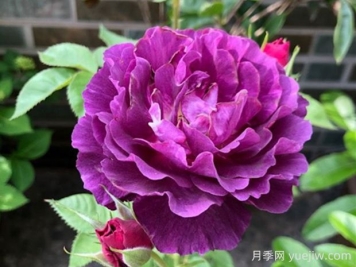 奥秘月季的优缺点是什么？