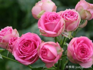 超感月季的优缺点是什么？