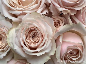 莫兰迪侯爵夫人月季