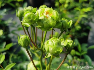 推荐10种美丽的绿色系月季，唯美清新，多款国月