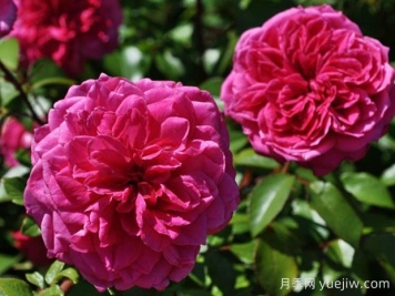 艾弗的玫瑰月季，又叫啦啦队长，不想打理就选她