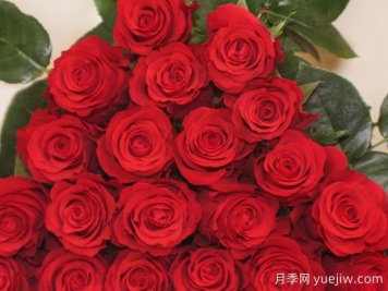 阿尔塔米拉月季