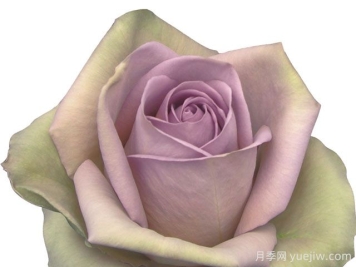 失忆月季/尼古拉斯的初恋