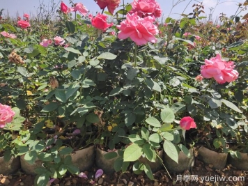 导致盆栽大花月季苗烂根的要素有什么？