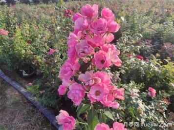 月季不是玫瑰，月季有它的高贵