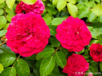 红达/红色达芬奇月季基地杯苗美植袋苗批发