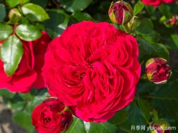 红色达芬奇月季和粉色达芬奇月季有什么区别？