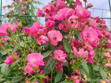 基地安吉拉月季网片花墙批发供应