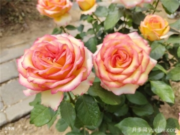 月季花夏季养护管理重点，4方面让月季长的旺