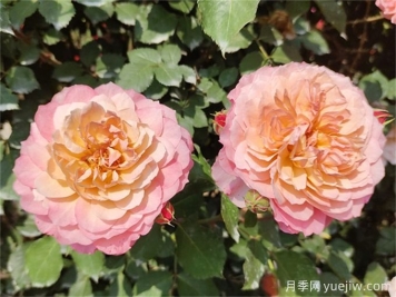 夏天月季红蜘蛛太猖狂，怎么防治有效？