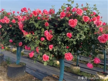 园林绿化工程成本管理的常见12个问题