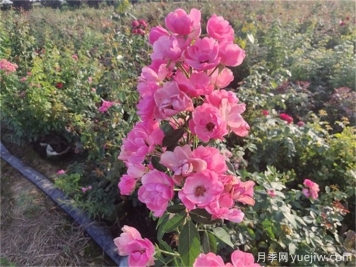 注意！这5款月季的夏花超丑