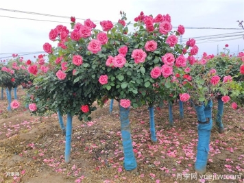 应对夏季苗木涝害的方法