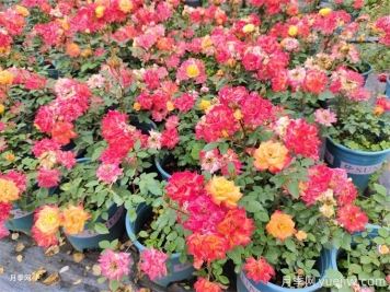 如何打造低成本、低维护的阳台花园