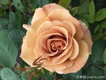 苏格兰黄油月季，优秀复古黄色切花