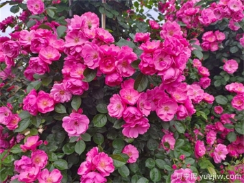 月季花，四季绽放的芬芳传奇