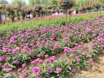 十个植树造林小常识