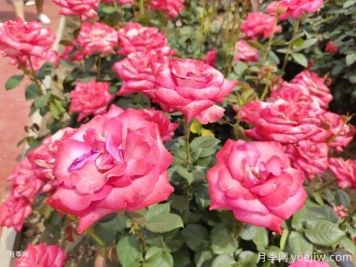 月季花香有助增强记忆力的作用