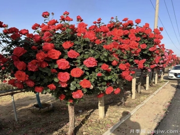 苗木的分枝点培养多高比较合适?