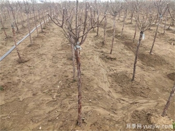 南种北移苗木在北方如何防寒？