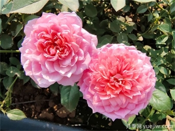 适于室内种植的植物和不适于室内种植的植物有哪些？