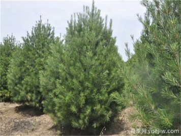 白皮松病虫害有哪些？