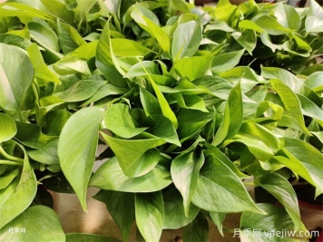 室内的绿色植物如何选择？