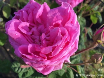 布莱塔月季/布列塔