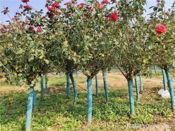 十堰7万余株月季控花期绽放，迎世界武当太极大会