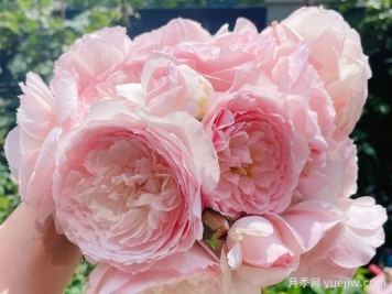 日和月季，香气浓郁花量丰富的仙子月季