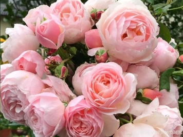 10款国内受欢迎的少刺或无刺月季