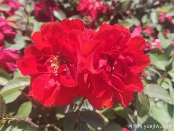 月季推荐，矮仙女月季