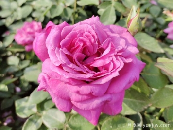 月季与记忆：一朵花的温暖陪伴