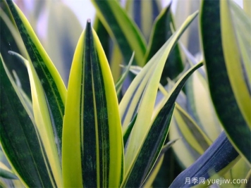 9款百搭好养的虎皮兰，你喜欢哪一款？