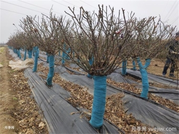 十二月园林养护工作指南