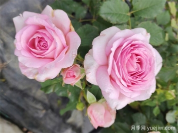 月季介绍，粉黛月季