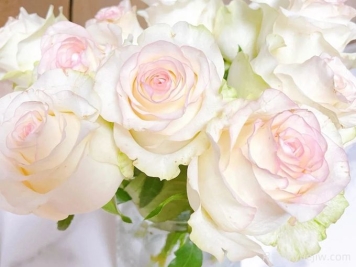 甜蜜朱米莉亚月季/甜蜜艾莎月季