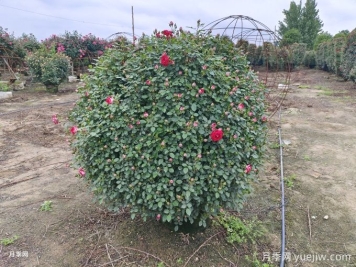 冬季修剪造型树，你绝对想不到的好处！