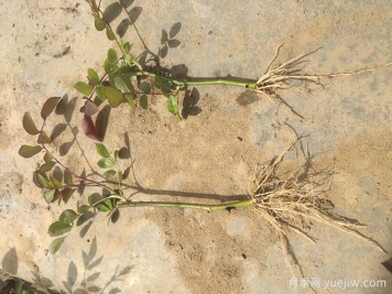 栽种月季小苗时不能犯的2个错是什么