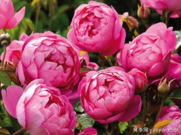 月季推荐，皇家庆典月季