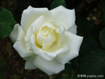 月季推荐，白色圣诞月季